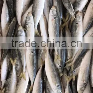 BQF Frozen Horse Mackerel/round Scad thumbnail-2
