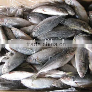 Frozen Horse Mackerel thumbnail-1