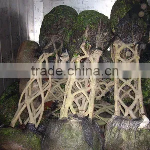 Ficus Square Shape Loaded Into Container thumbnail-1