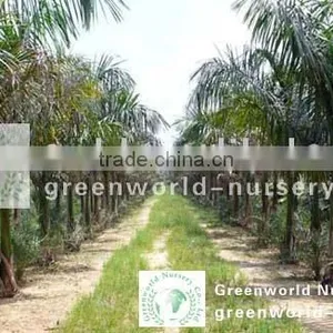 Roystonea Regia Outdoor Big Palm thumbnail-1