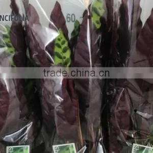 CALATHEA LANCIFOLIA thumbnail-1