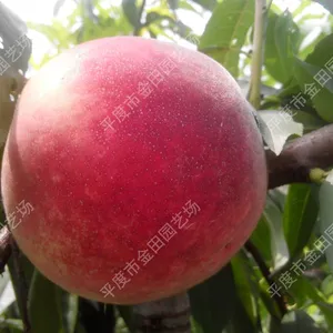 Yingshuang Red Peach Seedling thumbnail-1