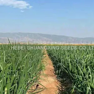 High Yield and Good Disease-resistant White Onion Seeds for Planting thumbnail-4