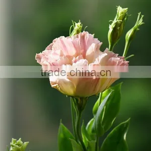 Excellent Quality Best Sell Fresh Cut Colorful Eustomas thumbnail-1