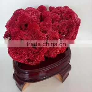 2015 Best Sale Coral Fossil for Home Decoration thumbnail-4