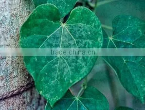 Tinospora Cordifolia Pure Quality thumbnail-1