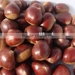 Chinese Chestnuts for Sale 2015 Crop thumbnail-1