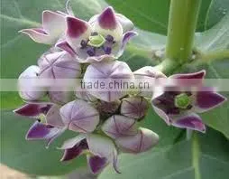 Gigantic Swallow Wort Flower thumbnail-1