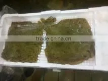 Live Turbot thumbnail-1