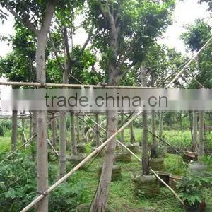 Ficus Nitida Potted Exporter thumbnail-1