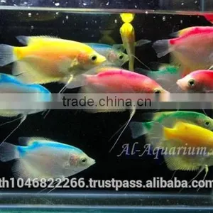 Giant Gourami Mix Color / Aquarium Fish Exporter thumbnail-1