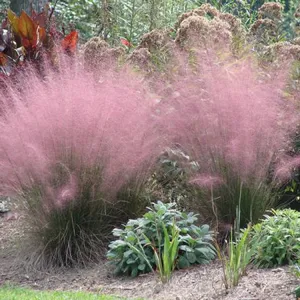Field Green 40-60cm Perennial Ornamental Grasses Landscaping Bicolor thumbnail-1