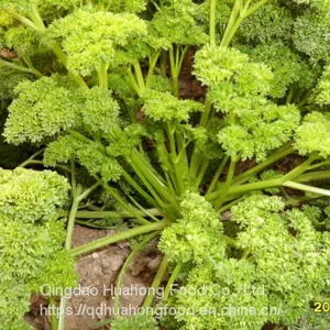 IQF Frozen Parsley thumbnail-1