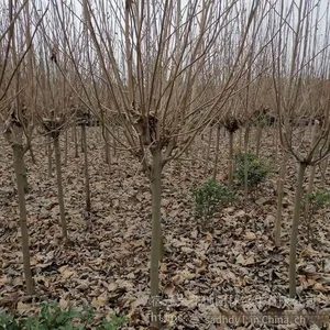 Magnolia Denudata Prices, Free Consultation, Base Quotation List thumbnail-3