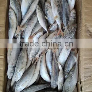 20 cm 25 cm Frozen Freeze Horse Mackerel thumbnail-1