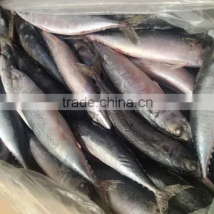 Frozen Pacific Mackerel Fish thumbnail-1