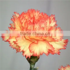 Fresh Cut Flower Classical Single Gerbera Decoration Flowers thumbnail-5