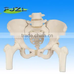 2015 Medical Human Pelvis Lumbar Spine and Femoral Head thumbnail-1