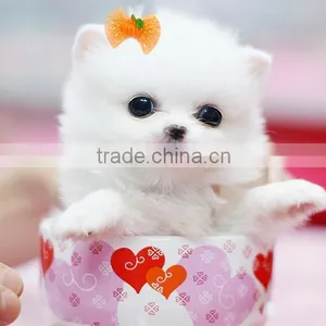 Wholesale Halloween Pumpkin Dog Pet Hair Bow With Rubber Bands thumbnail-6