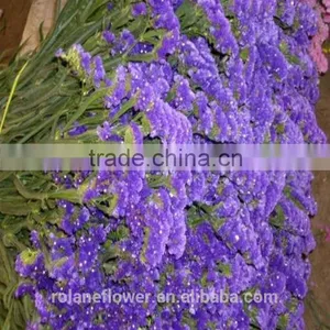 Fresh Cut Myosotis Sylvatica Flower to Delivery Everywhere thumbnail-1