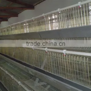 Automatic Chicken Layer Cage for Salling!!! thumbnail-4