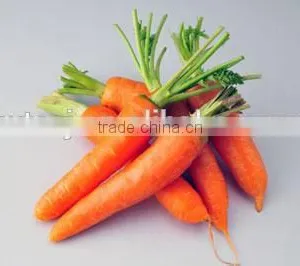 Chinese Manufactures Direct Supply Bulk Carrot Essential Oil thumbnail-1