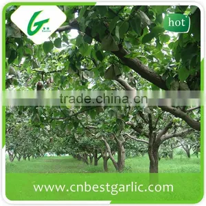 Cheap Bulk su Pear thumbnail-5