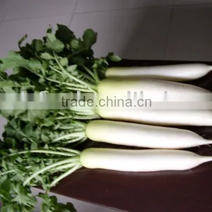Radish in Agriculture thumbnail-1
