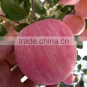 Fuji Apple thumbnail-1