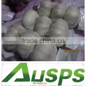 Fresh Dry Garlic thumbnail-5