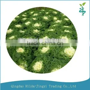 2015 Absolutely Certified Organic Kale Powder( Brassica Oleracea) thumbnail-1