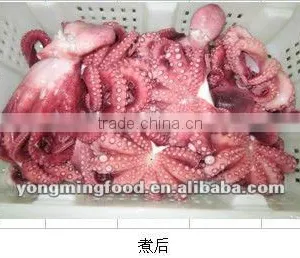 Frozen and Cooked Octopus thumbnail-1