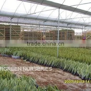Sansevieria Laurentii thumbnail-1