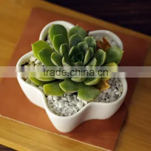 Indoor Small White Ceramic Flower Shape Flower Pot for Succulents thumbnail-1