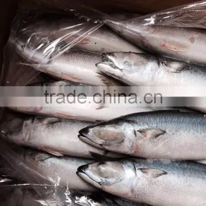 AAA QAULITY Frozen PACIFIC Mackerel thumbnail-3