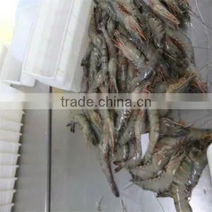 Quality Fresh Shrimp Peeling thumbnail-1