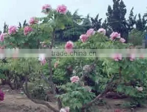 Herbaceous Peony Plant Root Chun Hong Jiao Yan thumbnail-1