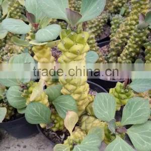 Monadenium Ritchei Ssp. Nyambense Variegata thumbnail-2