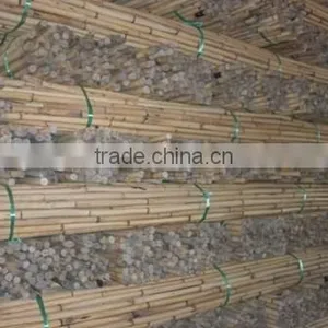 Mantang Cane thumbnail-1
