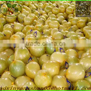 Fresh Sweet Pomelos/ Fresh Pomelo thumbnail-3