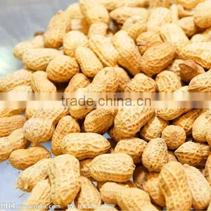 Roasted Peanut in Shell for Sale thumbnail-1