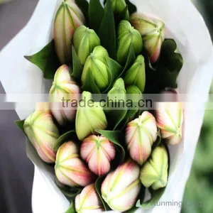 Most Popular Fashion Beautiful Cheap Wholesale Water Lily thumbnail-1