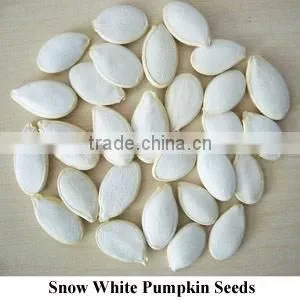 Online Shopping India Snow White Pumpkin Seeds, Pumpkin Seeds Price thumbnail-1