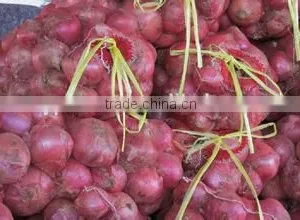 White Onion thumbnail-1