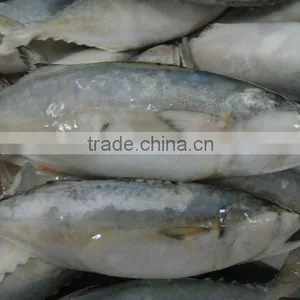 Frozen Fish Horse Mackerel thumbnail-1