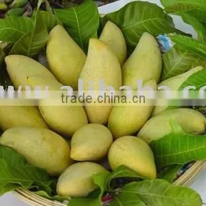 Pakistani Mango thumbnail-1