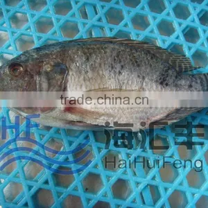 2016 New Stock Whole Frozen Fresh Seafood PriceGutted Tilapia on Sale thumbnail-1