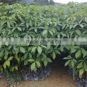 Gossampinus Malabarica Cotton Trees Seedling From China thumbnail-4