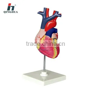 Human Heart Life Size thumbnail-1
