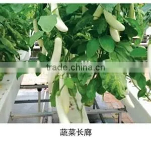 Multi-span Plastic Film Galvanized Greenhouse Agricola thumbnail-2